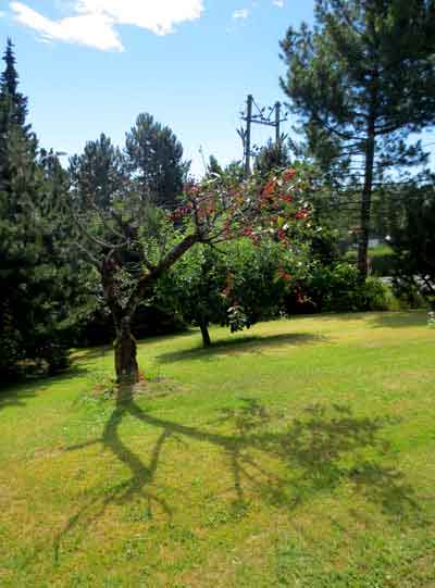 The cherry trees were still in my old yard.