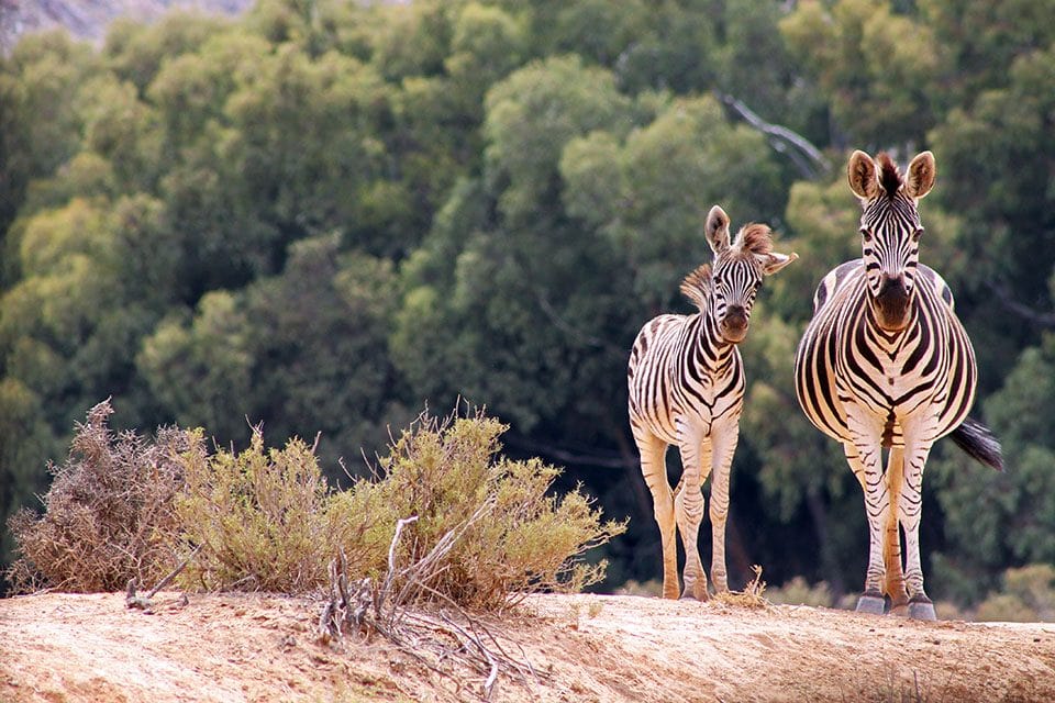 katie_obrien_Zebras 1