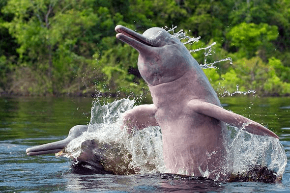 Amazon river dolphins on enrichment voyage