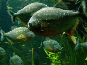 piranha on semester at sea enrichment voayge on Amazon River