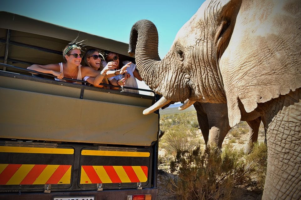 rhiannon_hainds_ElephantJoy