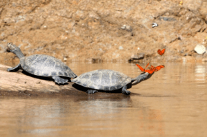 Giant Amazon River turtles on semester at sea enrichment voyage