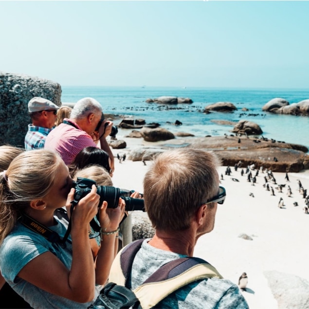 A group of people watch a flock of black-and-white penguins frolic on a white sandy beach and in the turquoise ocean beyond.