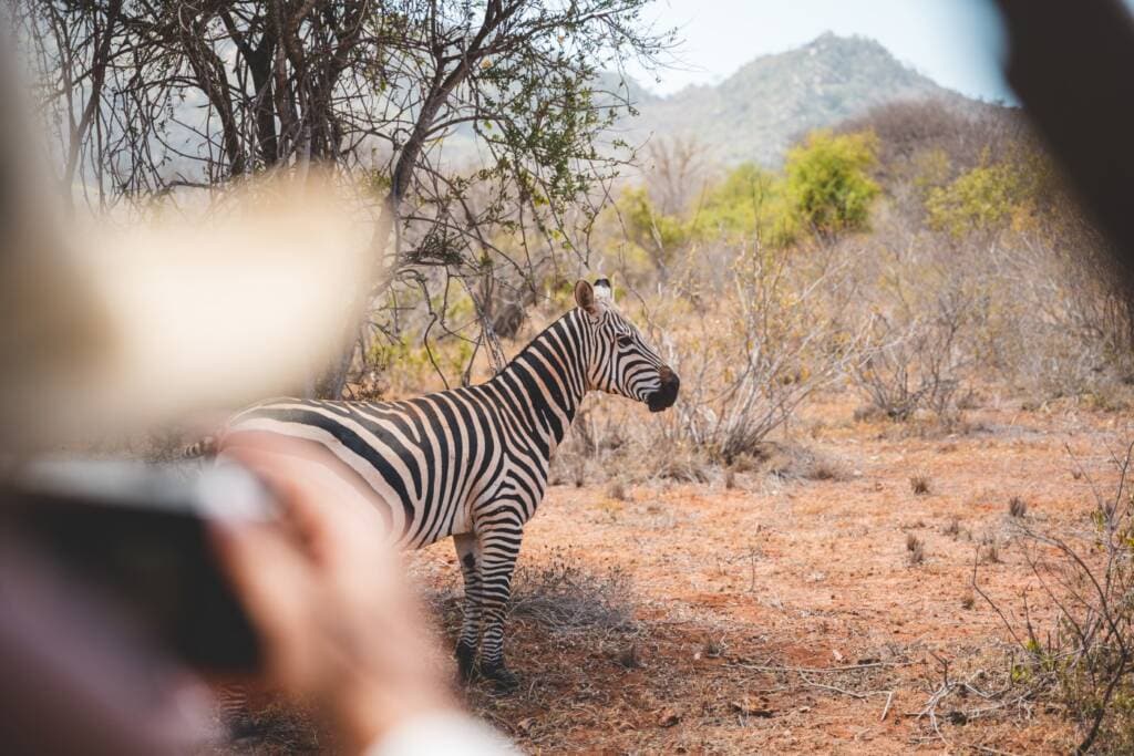 A zebra stands in front of a tree while a person in the foreground takes a cell phone photo from a safe distance. 